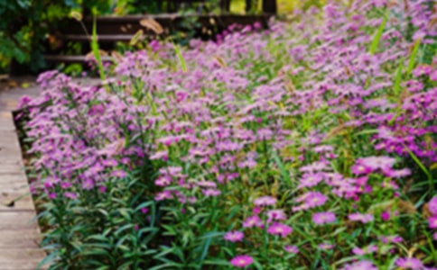 С������������Ļ�԰�̰�