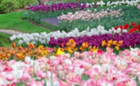 小区的花园作文