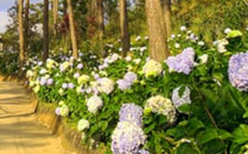 ���һ�԰���δ�