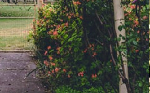 ���˵Ļ�԰�̰�15ƪ