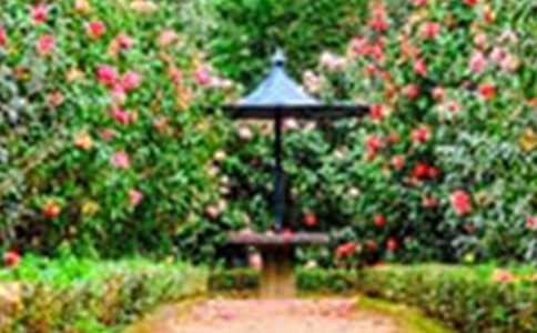 �����Ľ��Ļ�԰