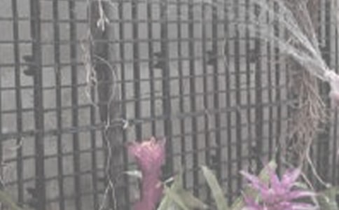 写事的作文:浇花