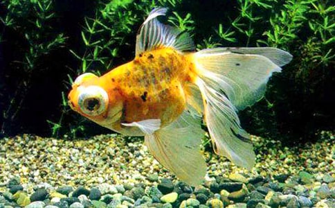 【必备】金鱼的作文300字四篇