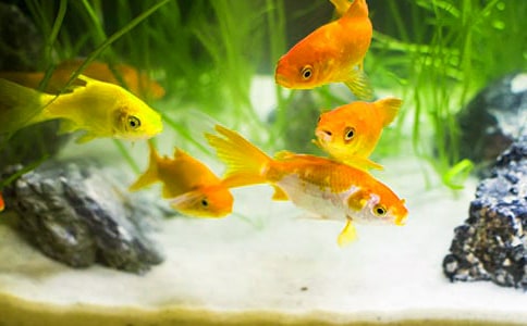 ��ѡ���꼶�������ļ��Ͼ�ƪ