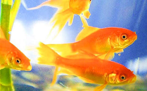 小金鱼,I love you