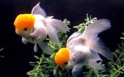 С�������ģ��ر�36ƪ��