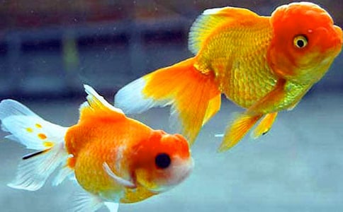 ��һ�׽��㡷ѧ����Ʒ֮һ