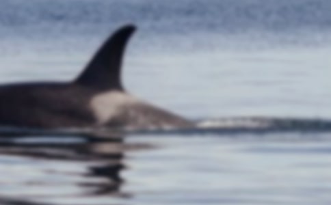 鲸鱼遇险初中想象作文