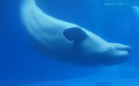 (通用)关于鲸鱼的作文