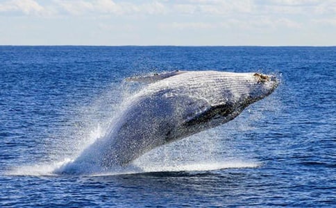 [ʵ��]���ھ��������15ƪ