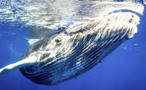 大班美术鲸鱼教案