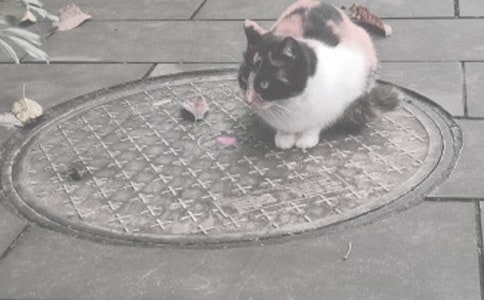 û�иǺõ�񿾮������300��