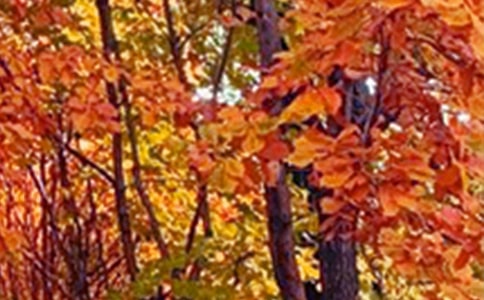 描写杭州景色的作文(通用32篇)