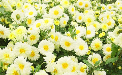 菊花大班美术活动教案