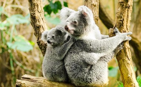 �����������ɰ�����