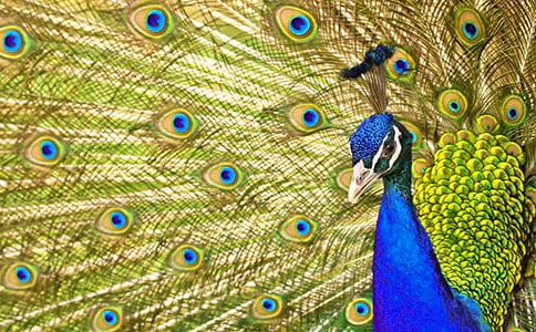 �����Ŀ�ȸ