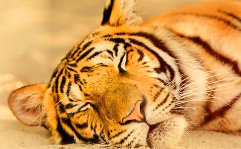 老虎哈雷的读后感