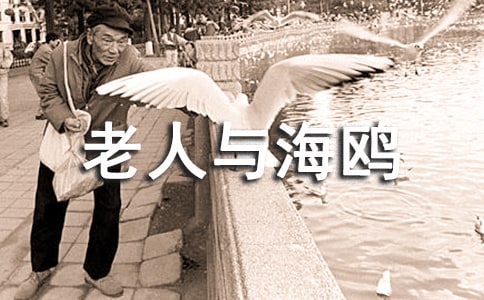 人鸥深情-读老人与海鸥有感