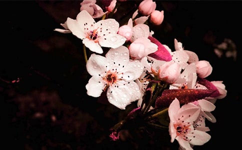 梨花的优秀的作文三篇