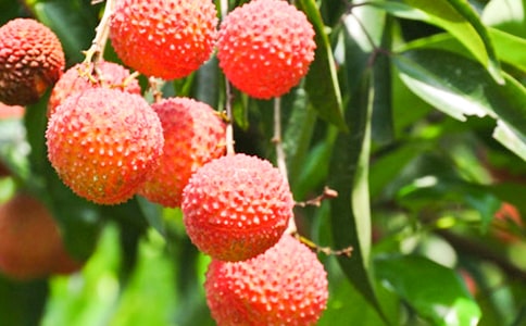 ��֦�����ģ�ͨ��40ƪ��