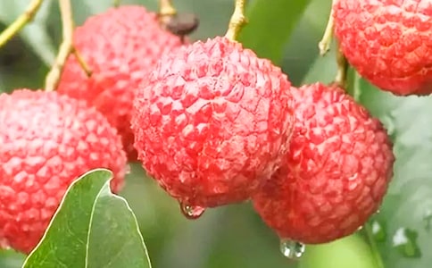 ����֦������з���450��