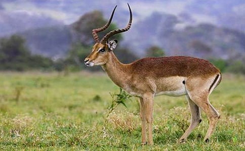 ��������һֻ�����������