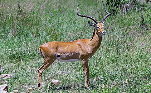 ����ľ������