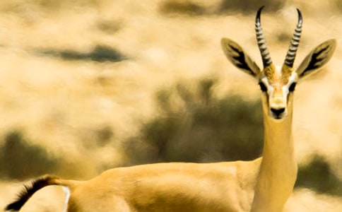 ���� �����������ݡ��и�