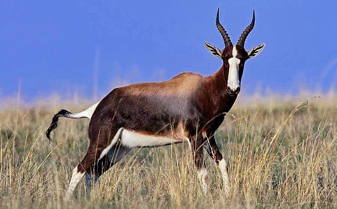 ������ľ���и�