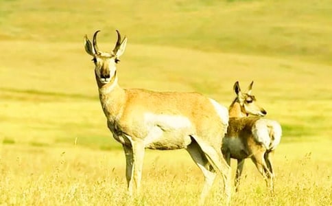 《藏羚羊的跪拜》读后感