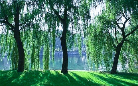 《小柳树和小枣树》优秀教案5篇