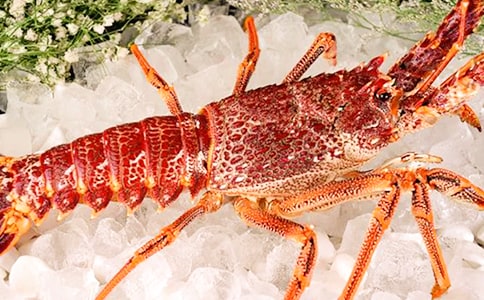 龙虾作文500字(8篇)