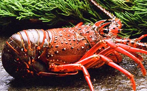 (�Ƽ�)����Ϻ����14ƪ