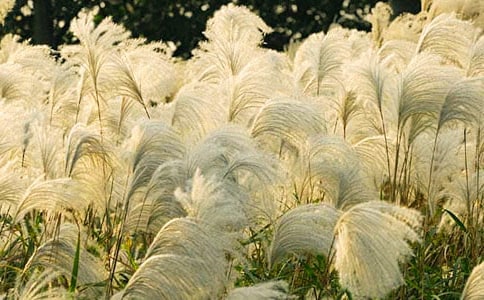 �����«έ�����