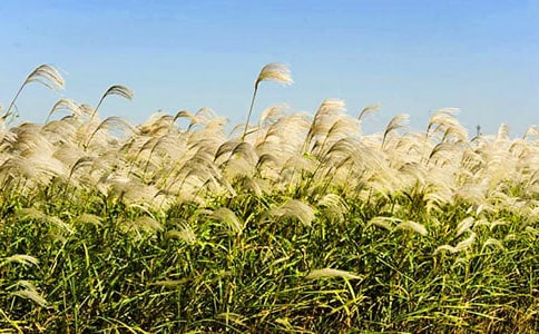 芦苇荡作文(实用)