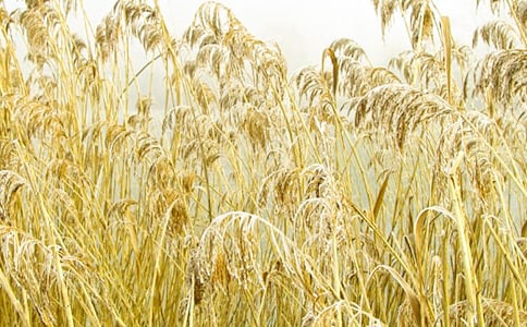 芦苇与橡树读后感