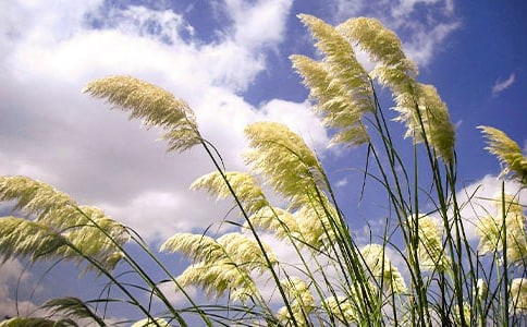 �������ģ�«έ��Ӣ�ˣ�ͨ��36ƪ��