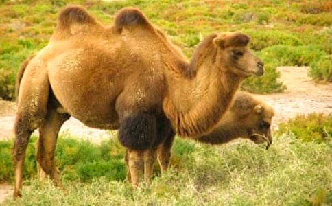 《骆驼王子》读后感(黄翔宇)