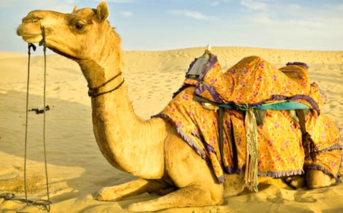 �������ա������