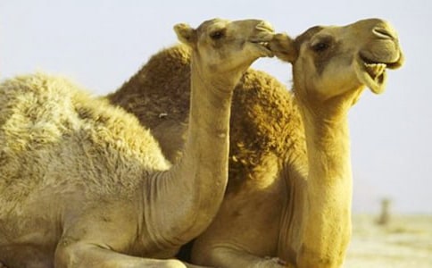 ������Ѱ���ǡ��̰�