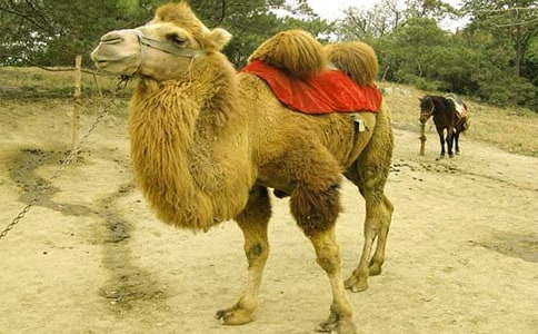 ���������ӡ������600��