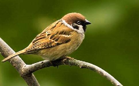 作文:麻雀,其实我懂你