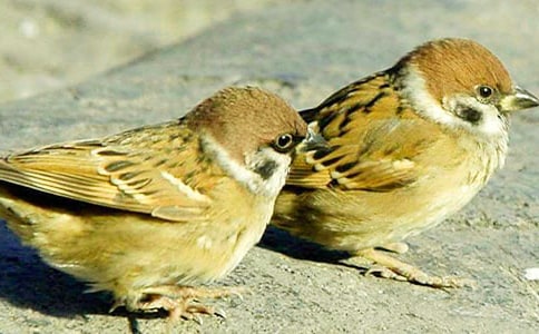 ��һ��д��ȸ�����ľ�ѡ