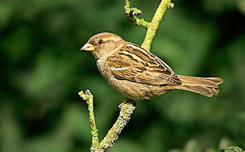 关于麻雀的作文