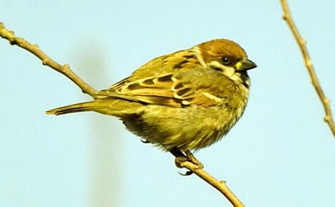 ��ӥ����ȸͯ������