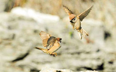 �����ڲ�ͬ����ȸ���̰�