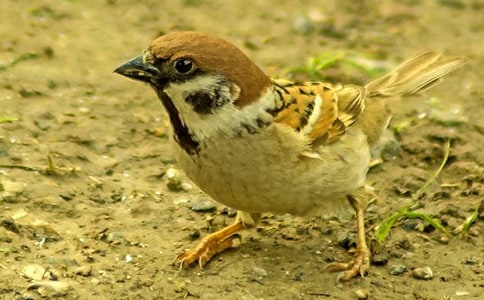 幼儿小班体育教案反思《小麻雀找食儿》