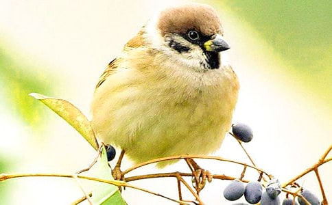 《麻雀》教学设计示例