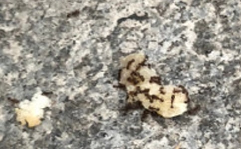 假如我是一只蚂蚁小学作文(精选25篇)