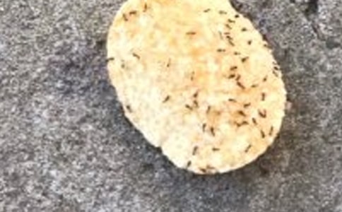 �����ϰᶹ���̰�